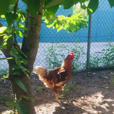 Afbeelding voor keuze nummer 5